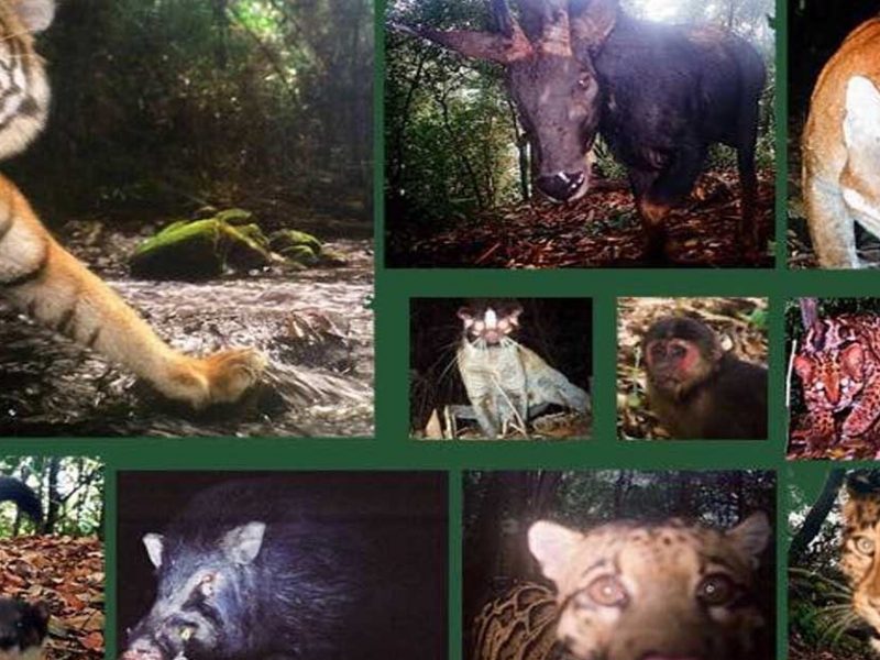 PM Order against Protected Wildlife Trafficking