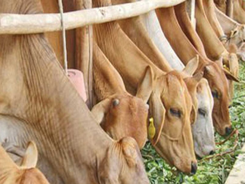cow and buffalo deaths in vientiane province