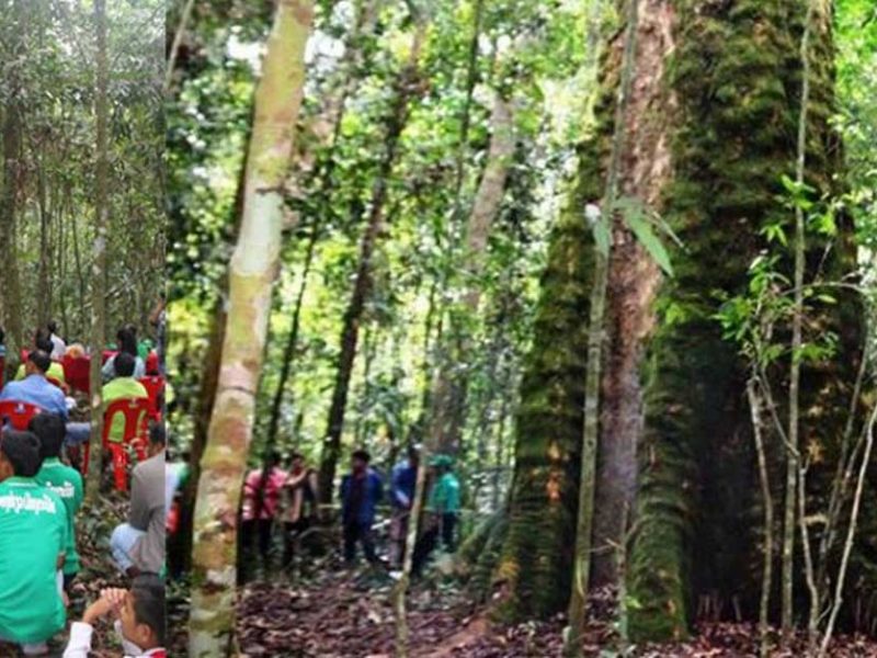 1000 year old tree in Salavanh