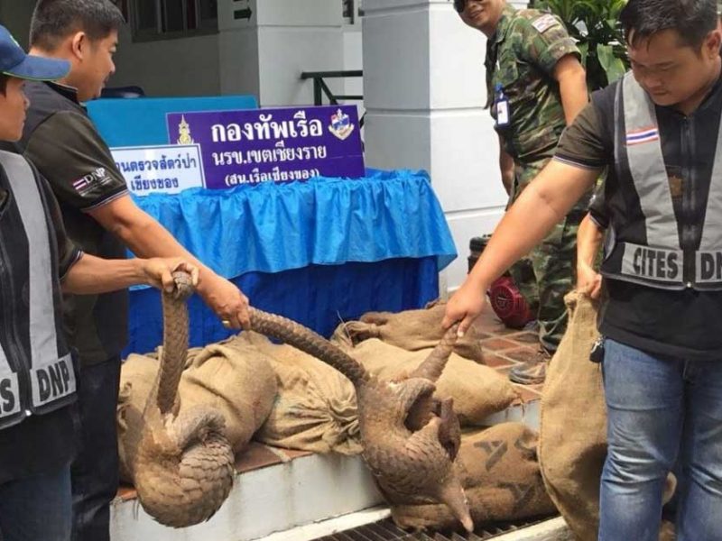 Laos pangolins rescued Thailand