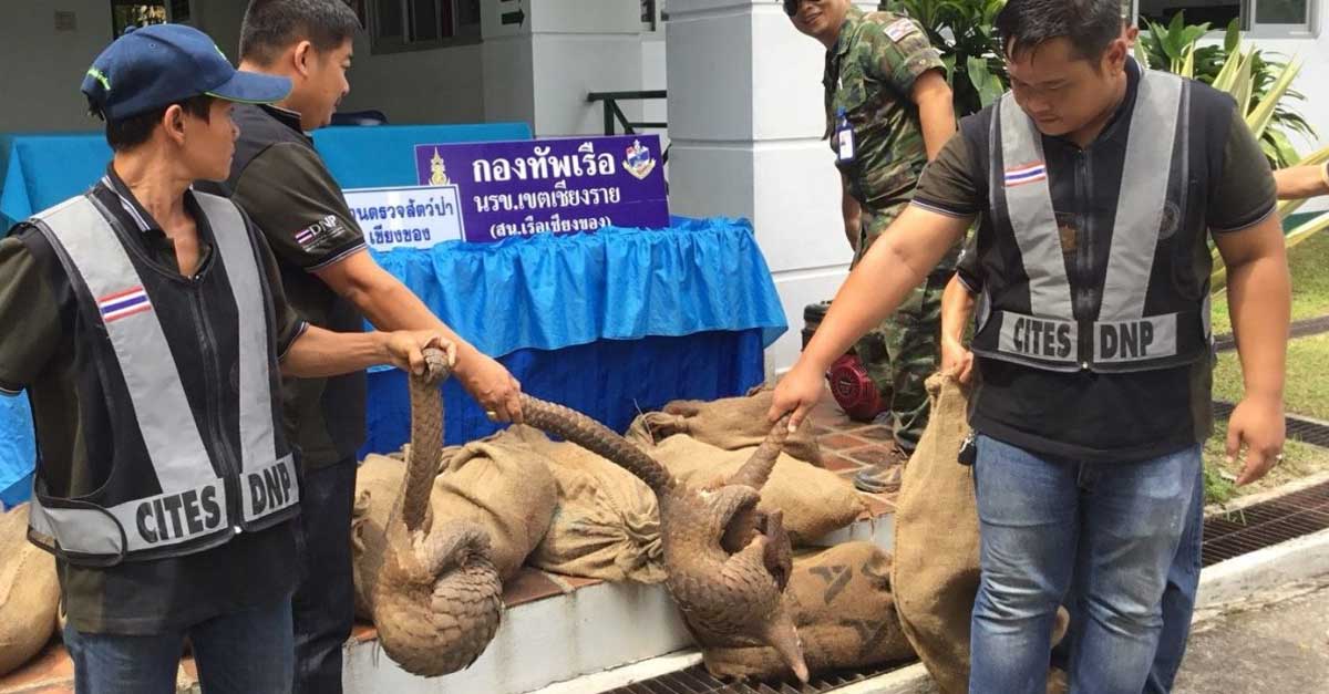 Laos pangolins rescued Thailand