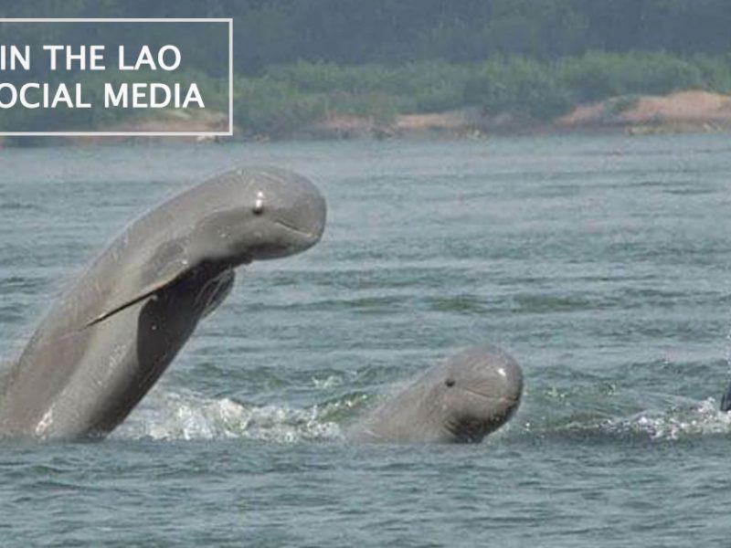 Dolphins in the Lao Social Media