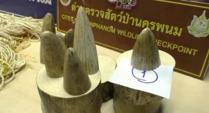 Ivory seized in Nakhon Phanom smuggled from Laos' Khammuan province.