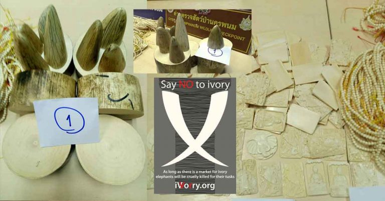 Ivory seized in Nakhon Phanom smuggled from Laos' Khammuan province.