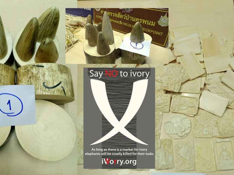Ivory seized in Nakhon Phanom smuggled from Laos' Khammuan province.