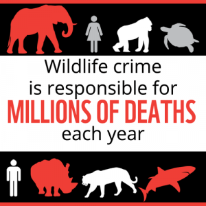 Wildlife Crime 