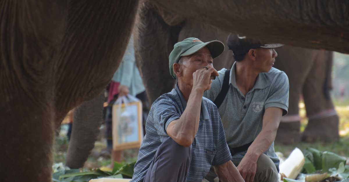 Laos Mahout