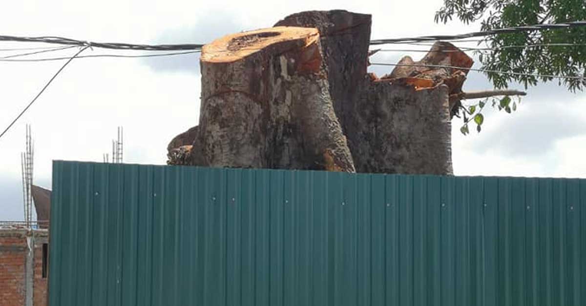 Banyan trees cut down by Chinese developer