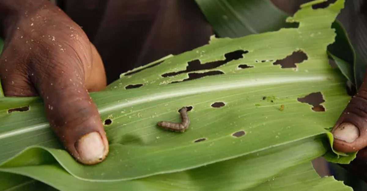 Fall Armyworm affects crops in Laos