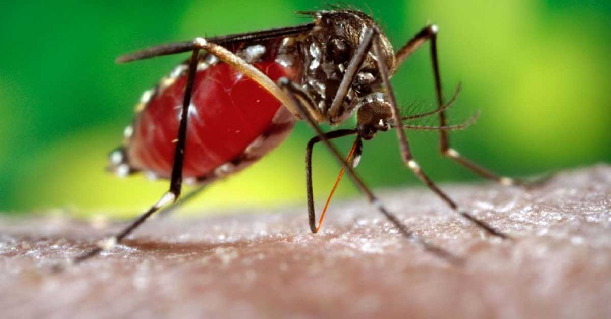 Laos Issues Dengue Fever Warning