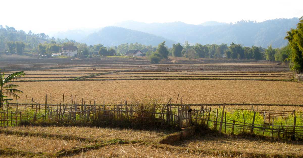 Laos drought dries up rice paddies