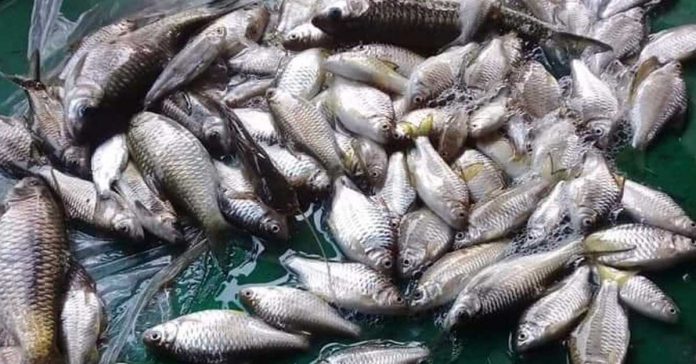 Dead Fish in Nam Lik River Kasy Province Dead Fish in Nam Lik River Kasy Province
