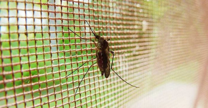 Drug-resistant Malaria Found in Laos Drug-resistant Malaria Found in Laos