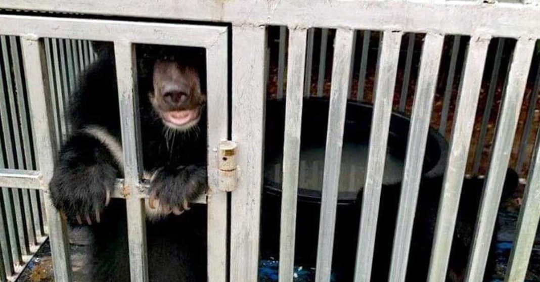 Five Asiatic Black Bear Cubs Rescued in Laos