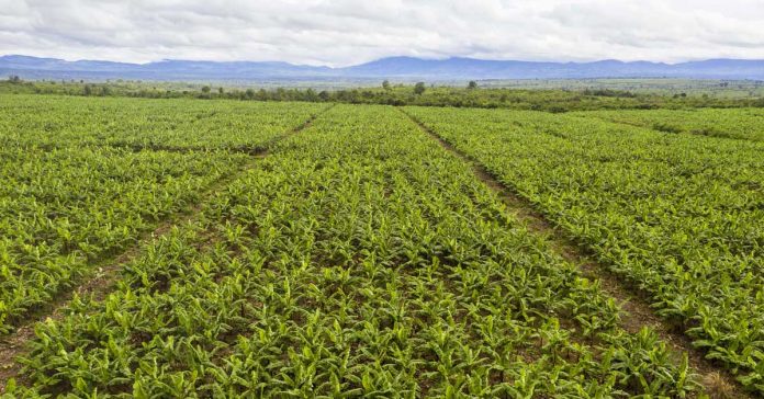 Quality Comes First at the Meuang Nong Banana Plantation