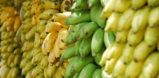 Banana becomes top export for Laos