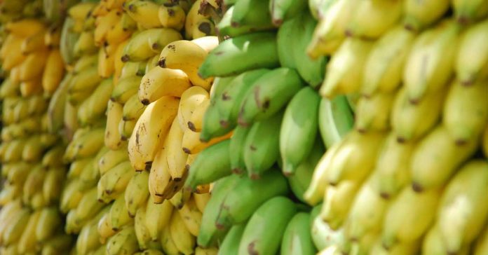 Banana becomes top export for Laos