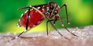 Dengue Virus Continues to Plague Laos