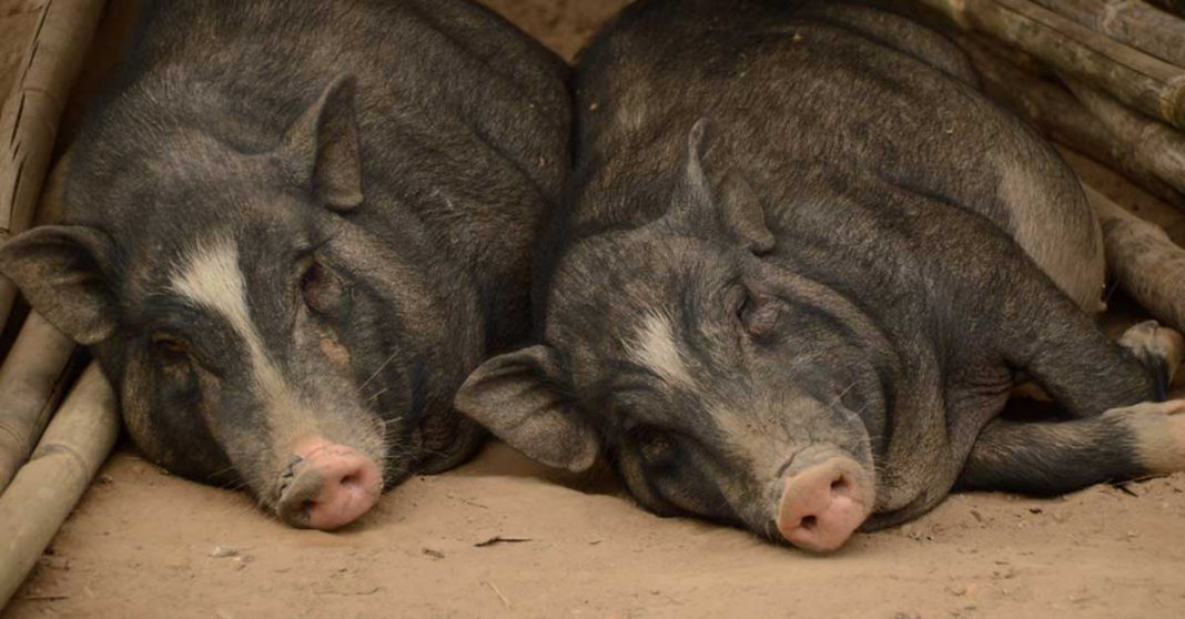 African Swine Fever outbreak in northern Laos