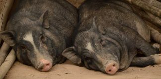 African Swine Fever outbreak in northern Laos