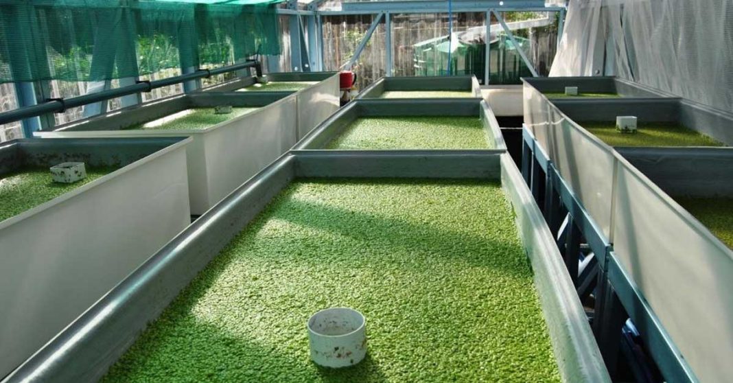 Can Laos Benefit from Farming Duckweed?