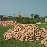 Piles of pumpkins in Oudomxay. Photo credit: Media Laos FB Page