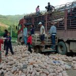 Workers in Oudomxay load pumpkins onto a truck to be exported to China. Photo credit: Media Laos FB Page