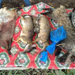 End the Wildlife Trade in Laos and Prevent Future Pandemics