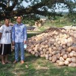 Surplus Pumpkin Crops