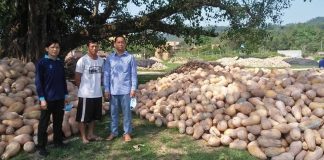 Surplus Pumpkin Crops