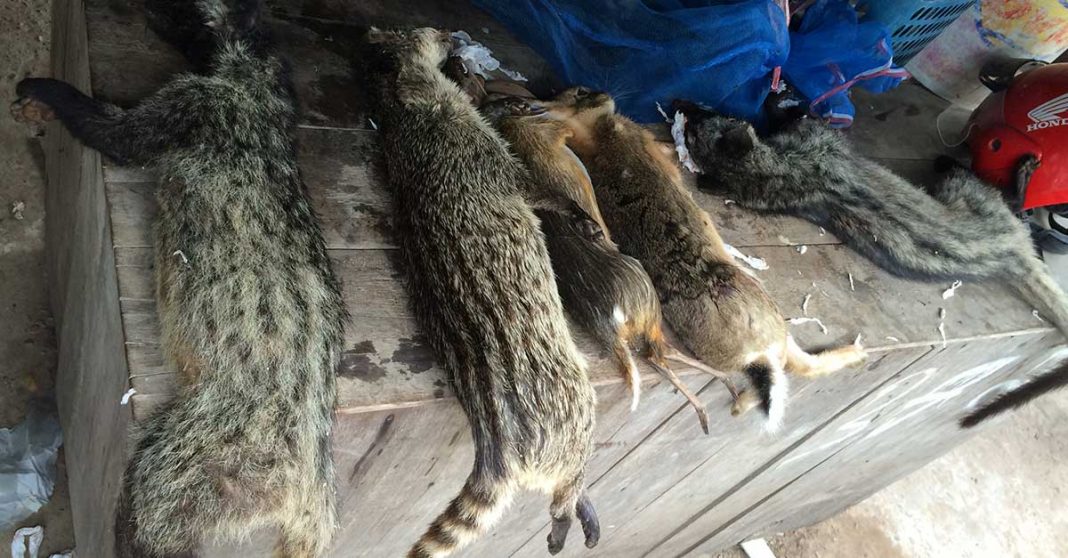 Wildlife sold for meat at local markets in Laos