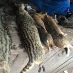 Wildlife sold for meat at local markets in Laos