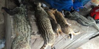 Wildlife sold for meat at local markets in Laos