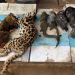 Wildlife for sale at a local market in Laos