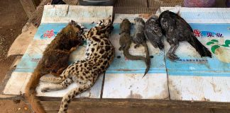 Wildlife for sale at a local market in Laos