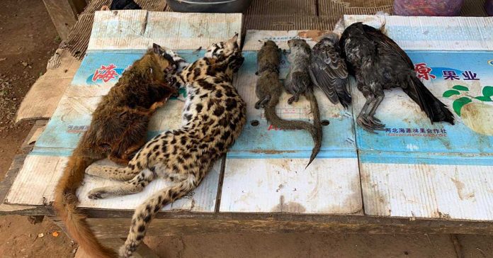 Wildlife for sale at a local market in Laos