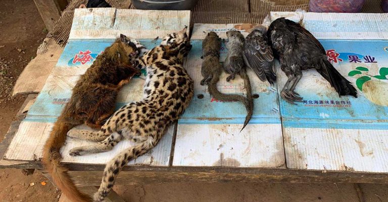 Wildlife for sale at a local market in Laos