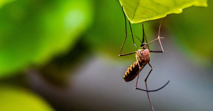 Dengue Fever Cases hit 3,089 in Laos