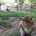 Monkey Smiles for the camera at the Lao Zoo