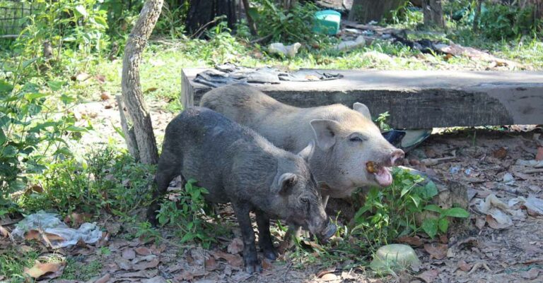 African Swine Flu Outbreak in Xayaboury Province