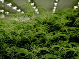 Seven Laotians Killed at Illegal California Marijuana Operation