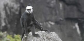 A Lao Langur in Phou Hin Poun National Biodiversity Conservation Area. Photo by Dr. Phaivanh Phiapalath-Green Discovery Laos