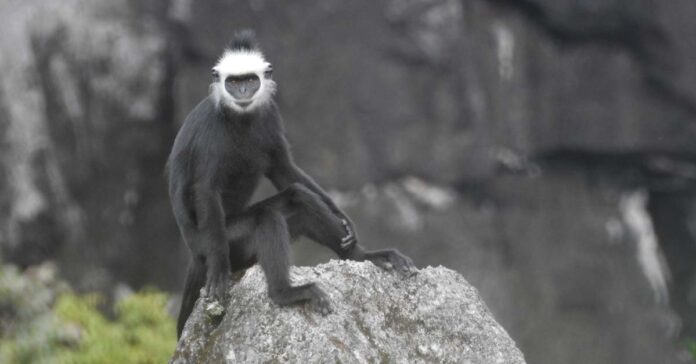 A Lao Langur in Phou Hin Poun National Biodiversity Conservation Area. Photo by Dr. Phaivanh Phiapalath-Green Discovery Laos