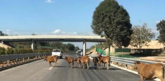 Expressway Contractor in Talks to Adjust Tolls, Clear Cattle