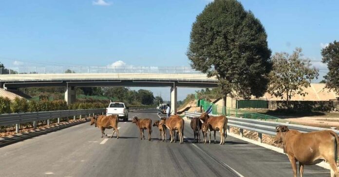 Expressway Contractor in Talks to Adjust Tolls, Clear Cattle