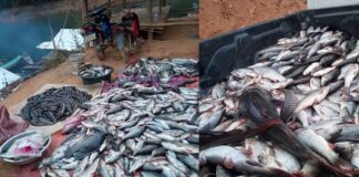 Mass fish deaths near Nam Khan 2