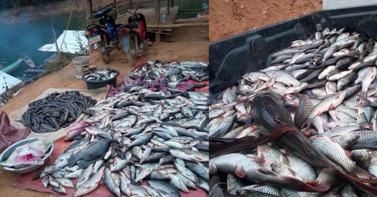 Mass fish deaths near Nam Khan 2