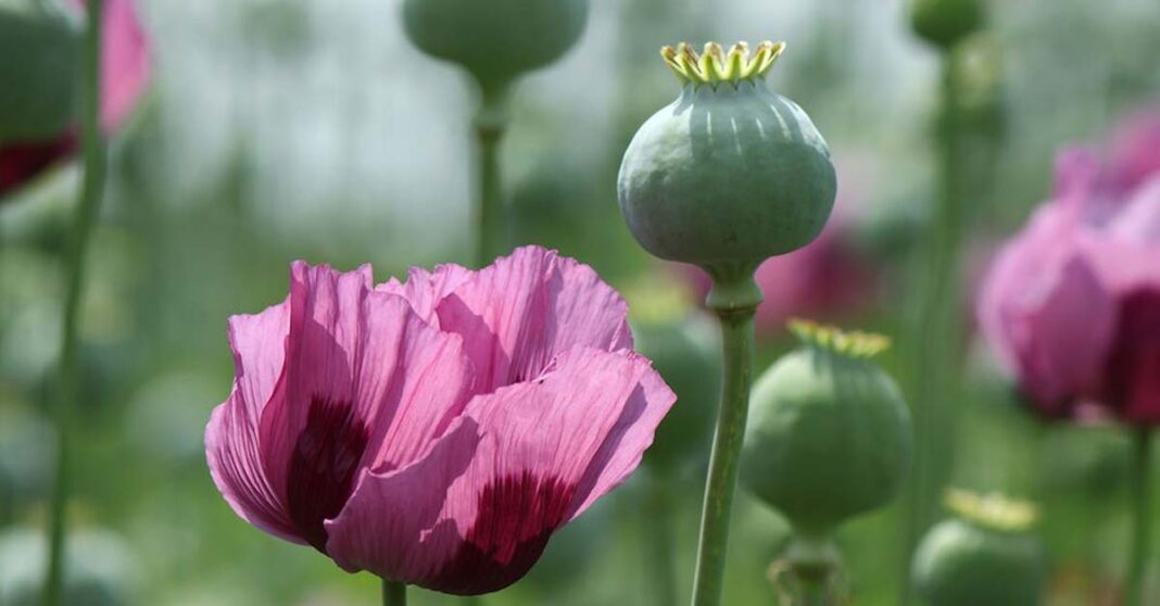 Illegal opium poppies