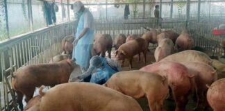 Thai pigs smuggled into Cambodia via Laos