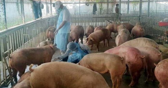 Thai pigs smuggled into Cambodia via Laos